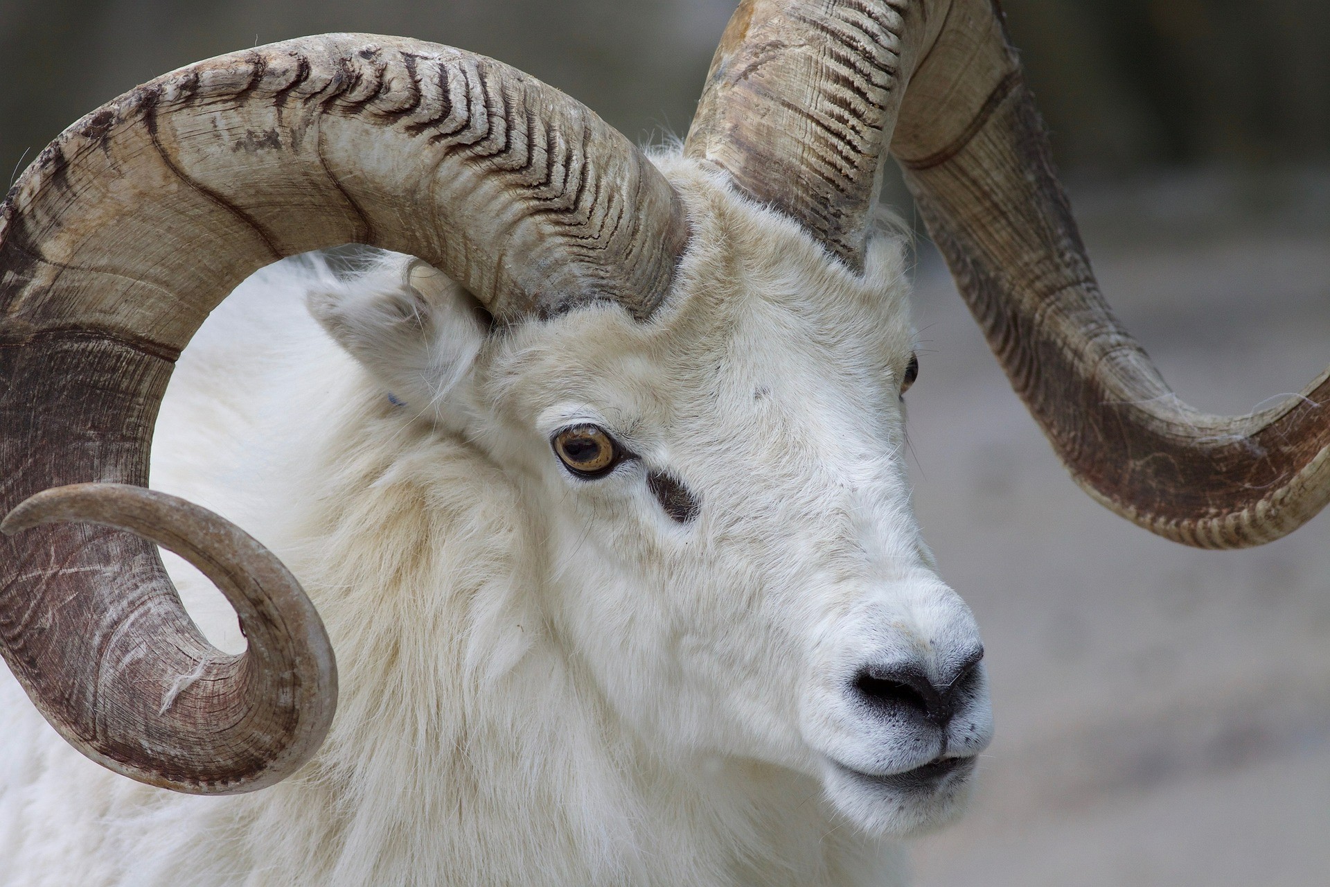 Ram close up
